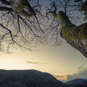 Pensée - Agir sans Attendre